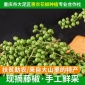 鲜花椒鲜青花椒现摘保鲜藤椒特级真空绿麻椒鱼火锅料产地直供批发