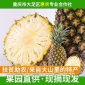凤梨台湾凤梨鲜南方热带水果 香甜多汁 产地现摘现发凤梨香水菠萝