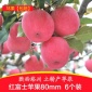 2016 陕西洛川苹果水果红富士**采摘6枚80mm礼盒装 包邮